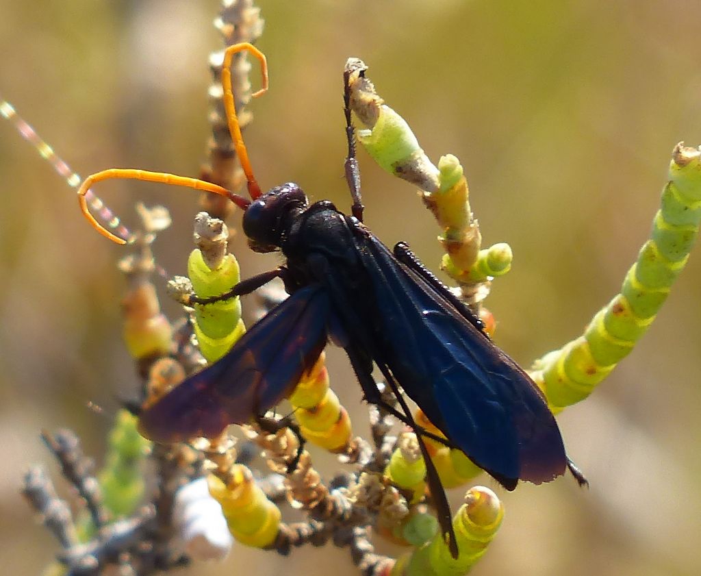 Pompilidae nero con antenne gialle: cfr Cyphononyx bretonii